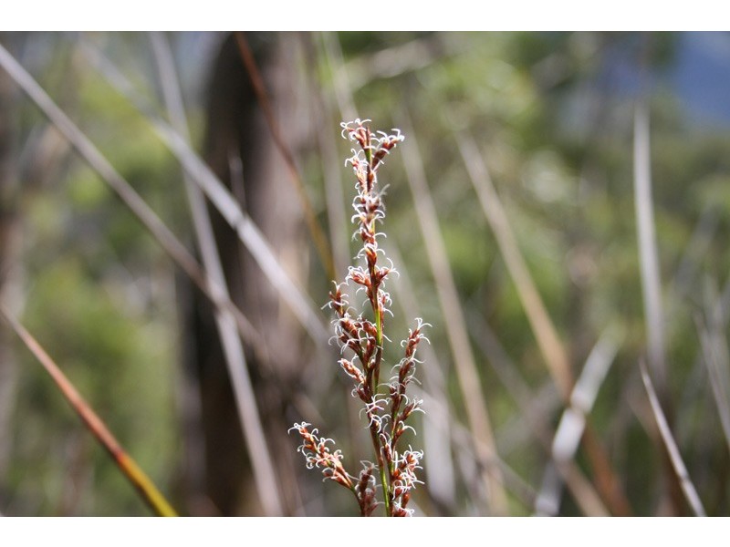 96a Folio 1 Summerleas Rd, Fern Tree TAS 7054