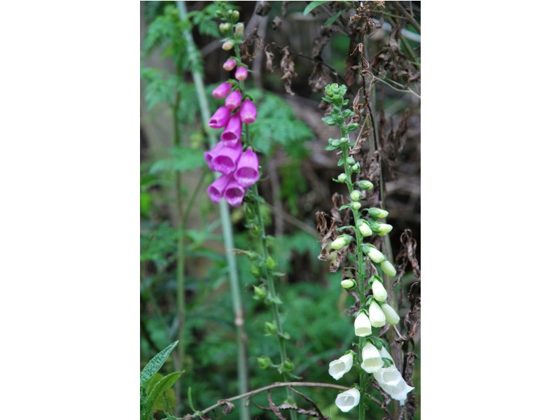 96a Folio 1 Summerleas Rd, Fern Tree TAS 7054