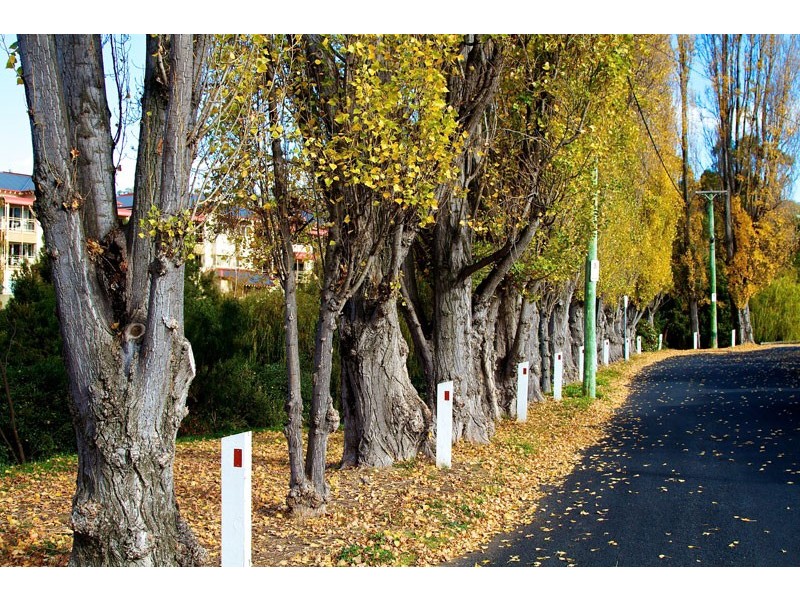 17 Cosgrove Avenue, South Hobart TAS 7004