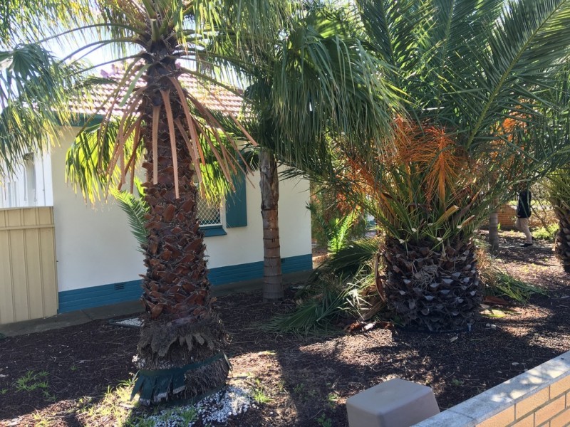 56 Mooringe Avenue, North Plympton SA 5037