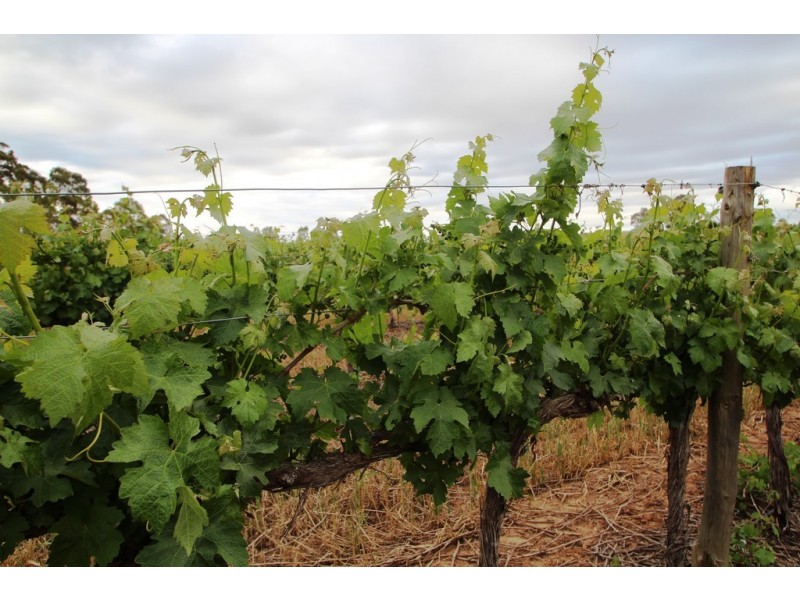 Lot 212 Slaughterhouse Road, Clare SA 5453