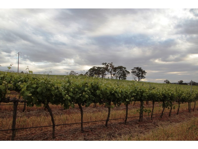 Lot 212 Slaughterhouse Road, Clare SA 5453