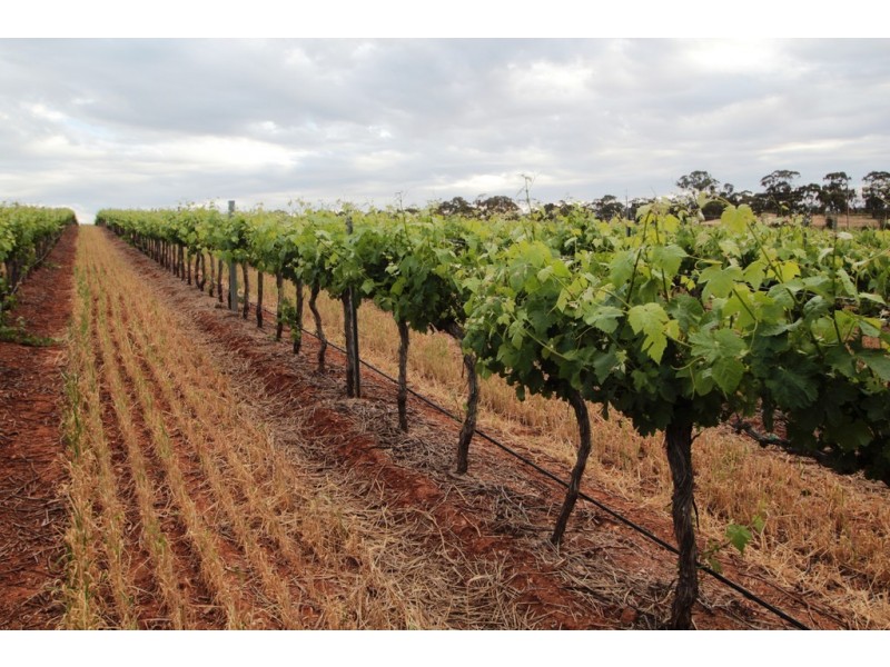 Lot 212 Slaughterhouse Road, Clare SA 5453