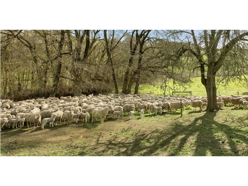 Lot 325 Old Glen Road, Pewsey Vale SA 5351