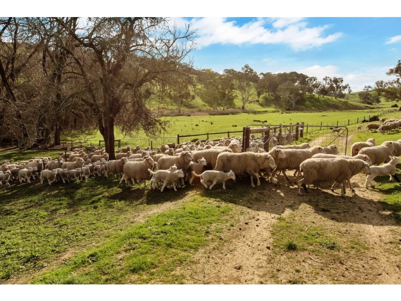 Lot 325 Old Glen Road, Pewsey Vale SA 5351