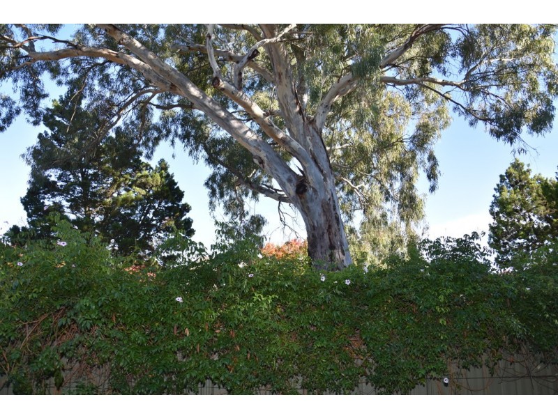 1 Kluge Lane, Tanunda SA 5352