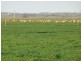 Lot 435 Robertson Hundred Line, Naracoorte SA 5271
