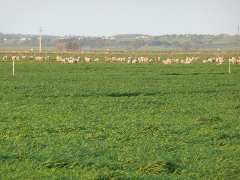 Lot 435 Robertson Hundred Line, Naracoorte SA 5271