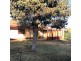 9 Staehr Street, Nuriootpa SA 5355
