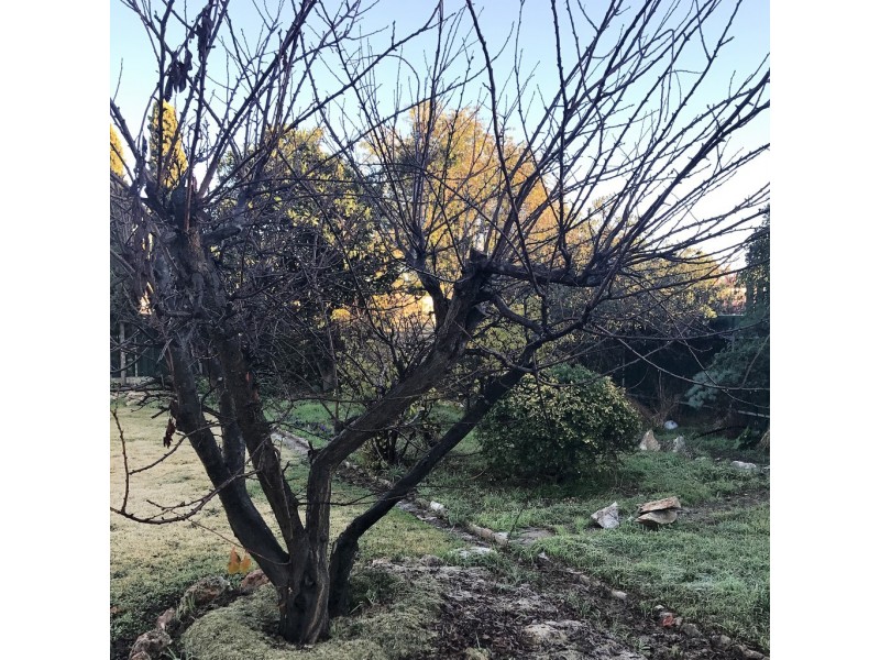 9 Staehr Street, Nuriootpa SA 5355