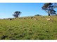 Lot 9 and 11, and Section 3182, Tweedies Gully Road, Lyndoch SA 5351