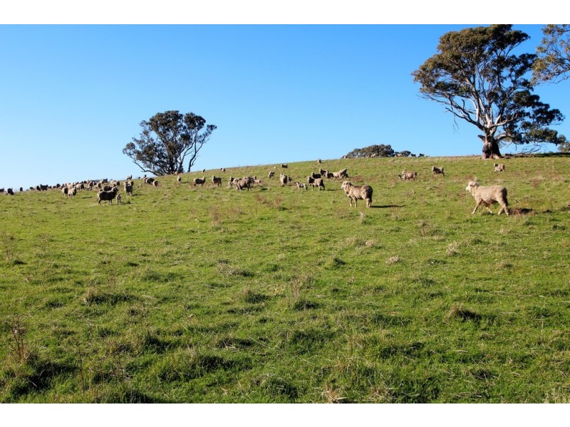 Lot 9 and 11, and Section 3182, Tweedies Gully Road, Lyndoch SA 5351