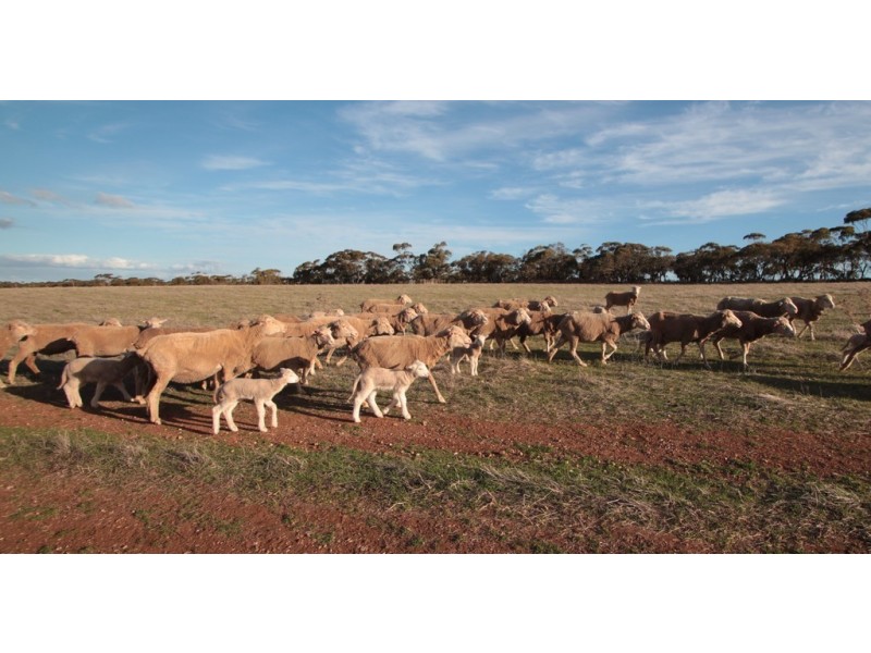 Lot 401 North Hills Road, Dutton East SA 5356
