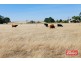 61 Neukirch Road, Nuriootpa SA 5355