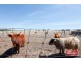 61 Neukirch Road, Nuriootpa SA 5355