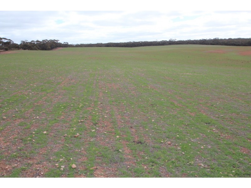 Lot 401, Section 407, North Hills Road, Dutton SA 5356