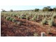 Lot 315 Bower Road, Australia Plains SA 5374