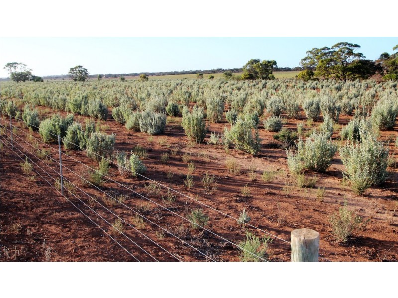 Lot 315 Bower Road, Australia Plains SA 5374