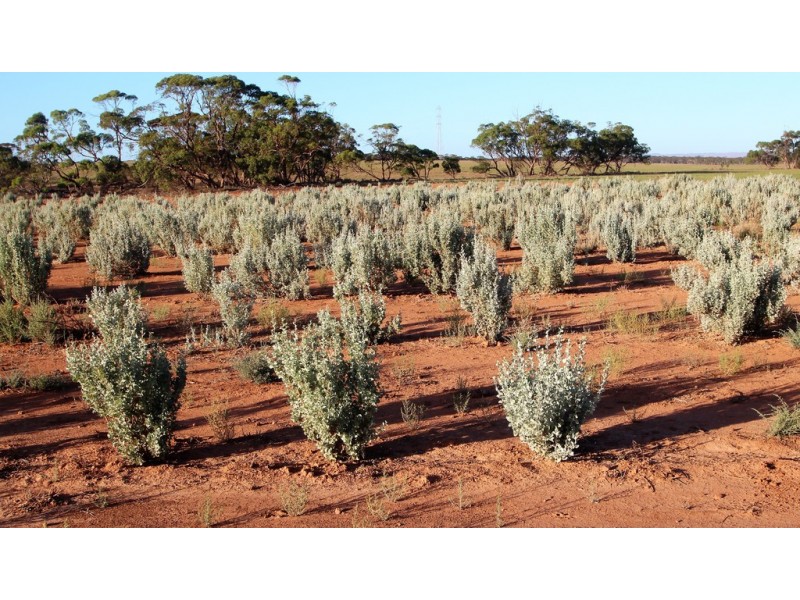Lot 315 Bower Road, Australia Plains SA 5374