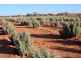 Lot 315 Bower Road, Australia Plains SA 5374