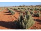 Lot 315 Bower Road, Australia Plains SA 5374