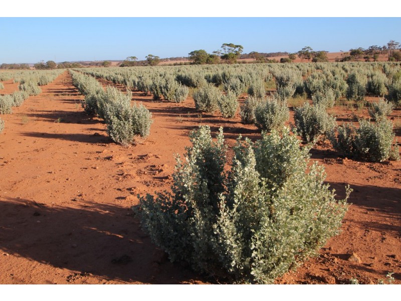 Lot 315 Bower Road, Australia Plains SA 5374