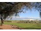 23 Schaefer Street, Freeling SA 5372