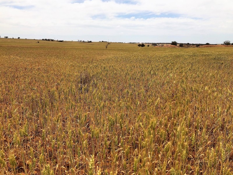 929 Plains Road, Australia Plains SA 5374