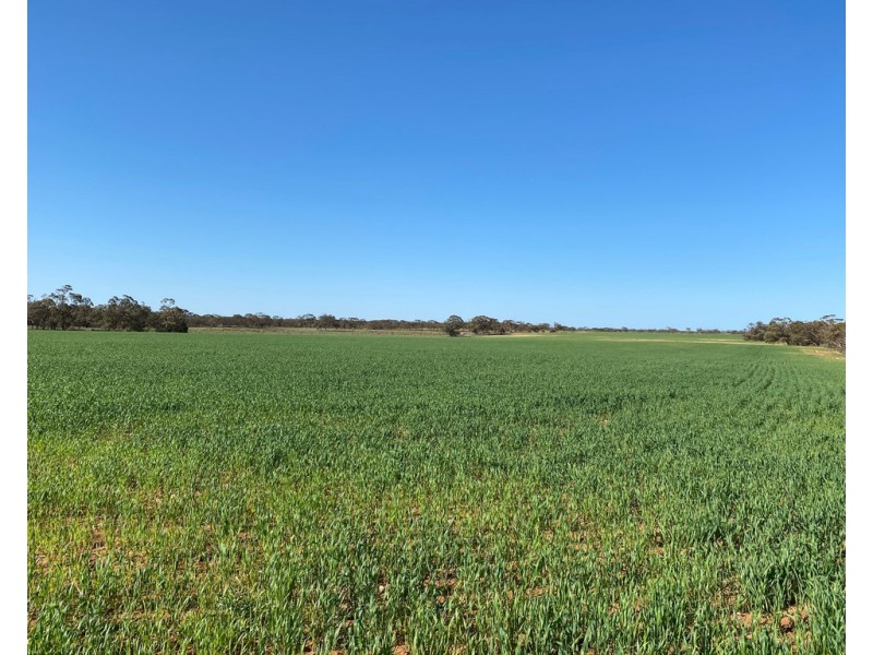 Lot 136 Lake Moodie Road, Sedan SA 5353