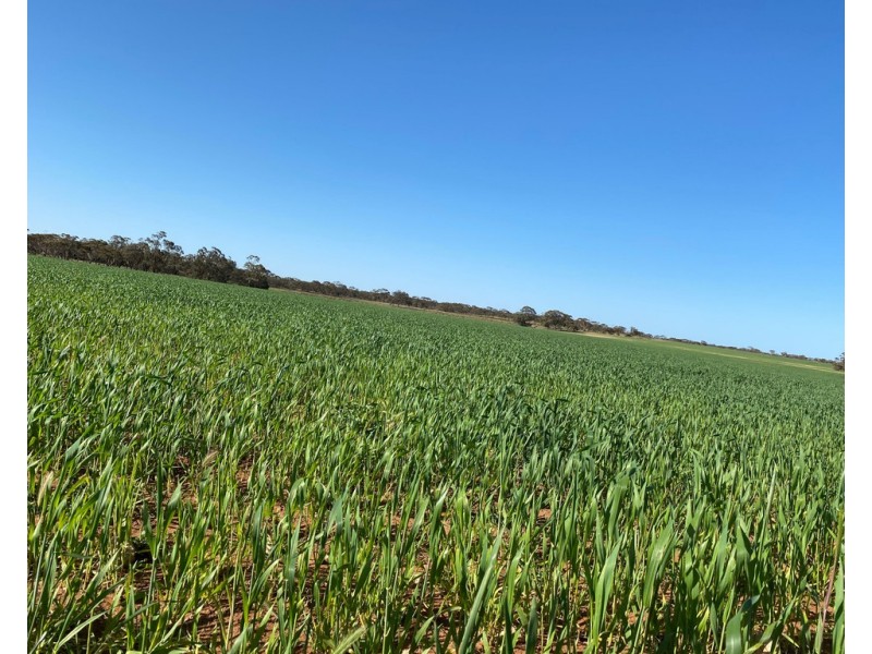 Lot 136 Lake Moodie Road, Sedan SA 5353