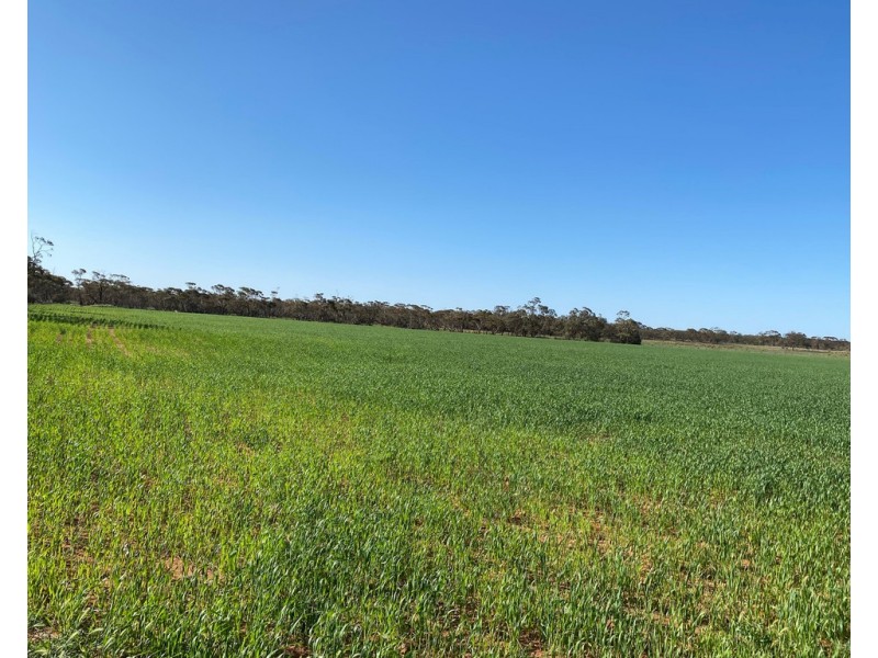 Lot 136 Lake Moodie Road, Sedan SA 5353