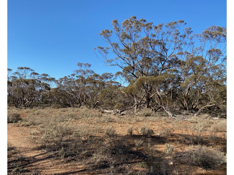 Lot 136 Lake Moodie Road, Sedan SA 5353