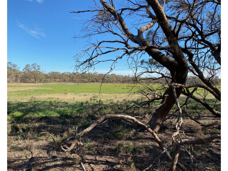 Lot 136 Lake Moodie Road, Sedan SA 5353