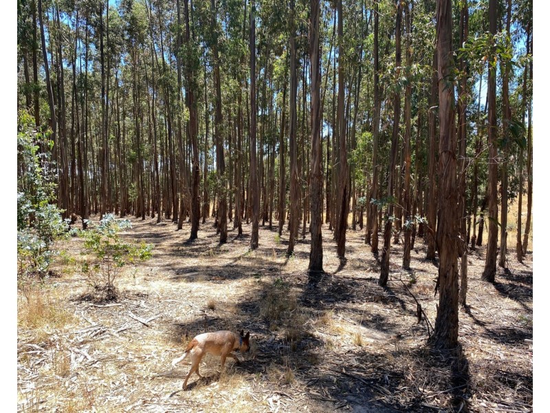 3 Brownes Road, Pewsey Vale SA 5351