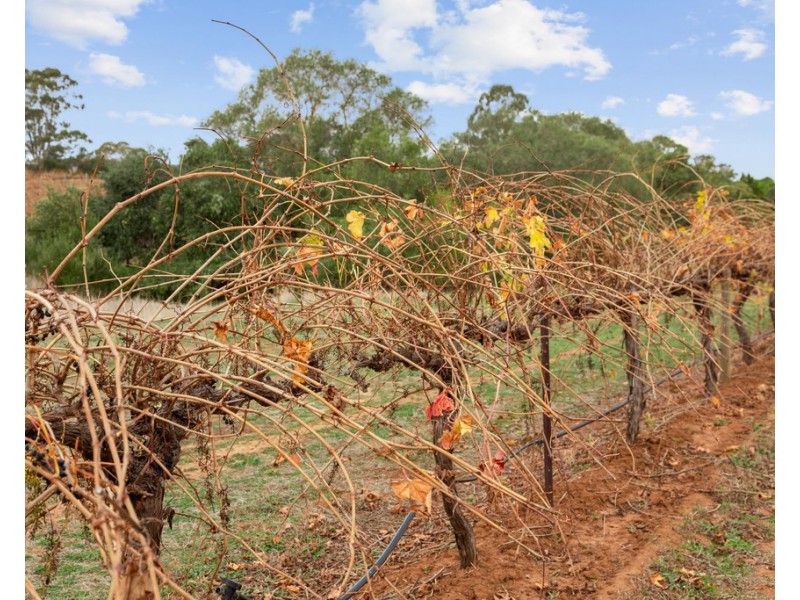 1798 Barossa Valley Way, Rowland Flat SA 5352