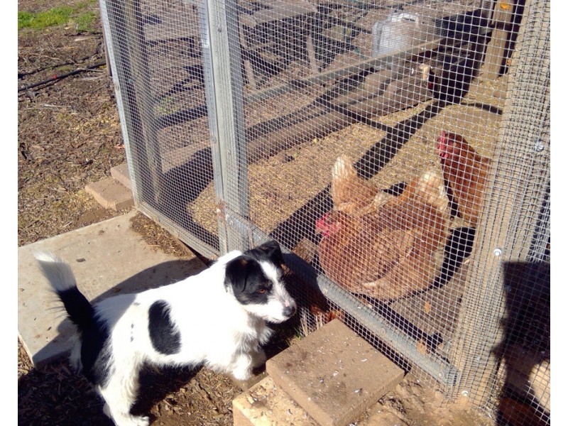 19 Barons Court, Greenock SA 5360