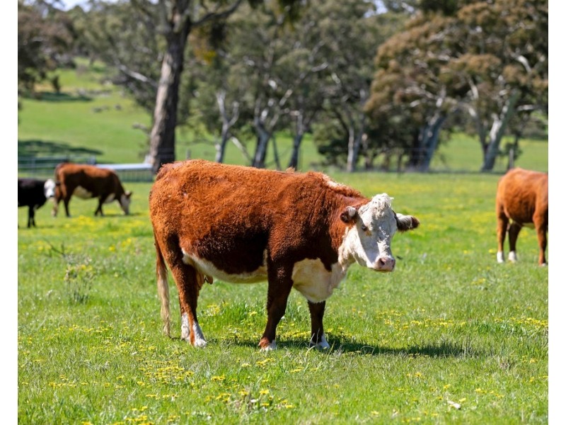 55 DAWSON ROAD, Mount Crawford SA 5351