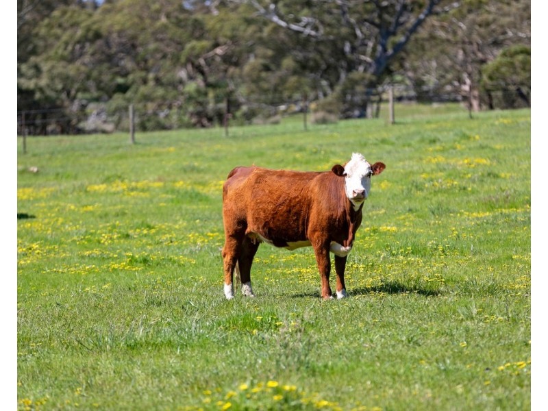 55 DAWSON ROAD, Mount Crawford SA 5351