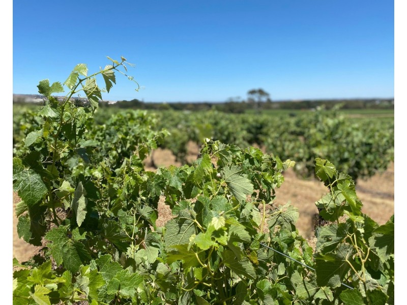 273 SALE YARDS ROAD, Penrice SA 5353