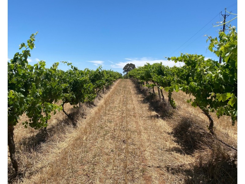 273 SALE YARDS ROAD, Penrice SA 5353