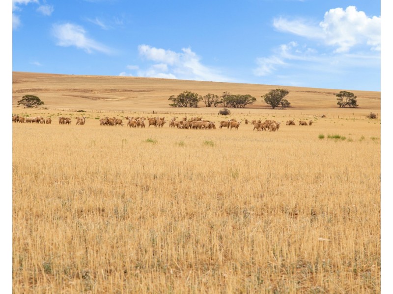 Lot 44 Sturt Highway, Dutton East SA 5356