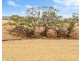 Lot 44 Sturt Highway, Dutton East SA 5356