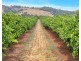 Lot 175 NICOLAI ROAD, Bethany SA 5352