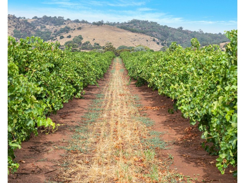 Lot 175 NICOLAI ROAD, Bethany SA 5352