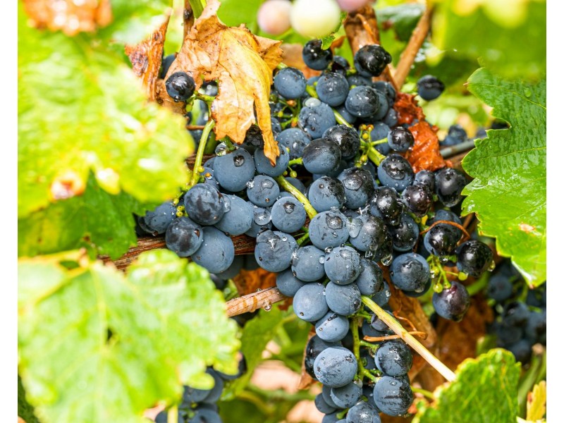 Lot 175 NICOLAI ROAD, Bethany SA 5352