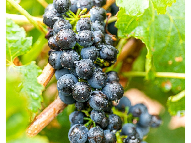 Lot 175 NICOLAI ROAD, Bethany SA 5352