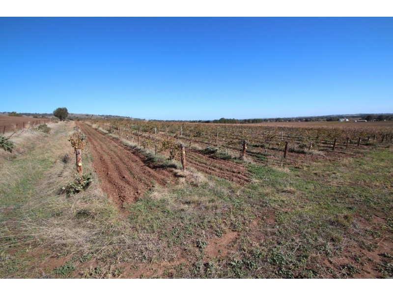 Lot 100 Vine Vale Road, Vine Vale SA 5352