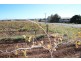 Lot 100 Vine Vale Road, Vine Vale SA 5352
