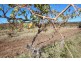 Lot 100 Vine Vale Road, Vine Vale SA 5352