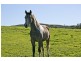Lot 368 Eudunda Road, Point Pass SA 5374